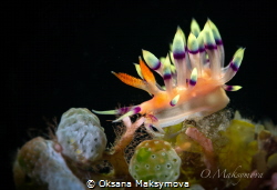 Flabellina exoptata
 by Oksana Maksymova 
